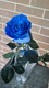 Роза Mondial (blue)