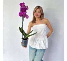  Орхидея "Фаленопсис"