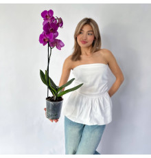  Орхидея "Фаленопсис"