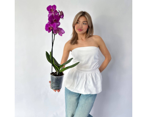  Орхидея "Фаленопсис"