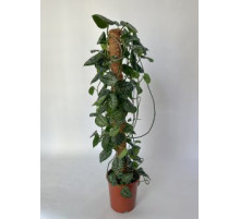 Эпипремнум (Epipremnum)